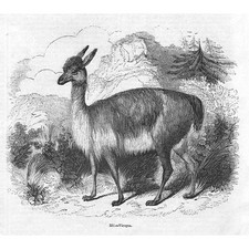 Vicuna antique print for sale  GLASGOW
