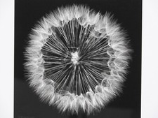 100 photograph 18.5 for sale  Princeton