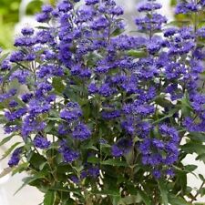 Caryopteris clandonensis grand for sale  KING'S LYNN