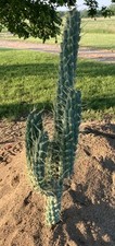 Artificial cactus plant for sale  Burbank