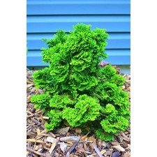 Gal. dwarf hinoki for sale  Chicago