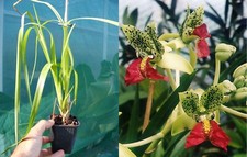 Cymbidiella pardalina orchidé d'occasion  Fumel