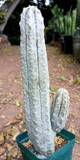 Euphorbia abdelkuri branched for sale  San Diego