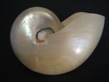 Pearled beauty...nautilus pomp for sale  Lakeland