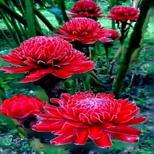 Red torch ginger for sale  Lincolnton
