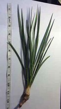 Yucca starter plants for sale  Lockport