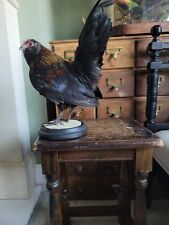 Rare breeds domestic for sale  KINGSWINFORD