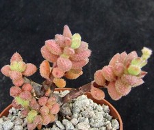 miniature plants for sale miniature plants for sale EASTBOURNE