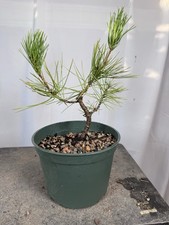 Japanese black pine for sale  Arlington