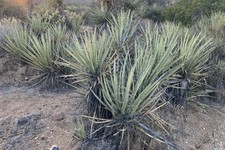 Mojave yucca live d'occasion  Expédié en Belgium