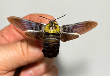 Sphingidae sataspes tagalaica for sale  Shipping to United Kingdom