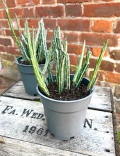 Large succulent plant for sale  NORWICH