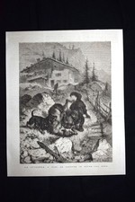 Cani pastore lotta usato  Villarosa