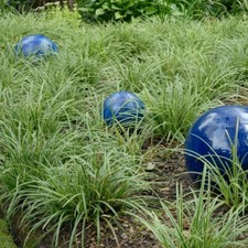 Carex marrowii ice for sale  New Castle
