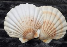 scallop shells for sale scallop shells for sale BOSTON