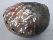 Ancienne énorme coquille d'occasion  Fontaines-sur-Saône