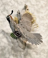 taxidermy raven for sale taxidermy raven for sale Fairbanks