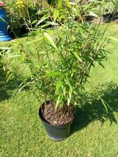 Umbrella bamboo fargesia for sale  WEST MALLING