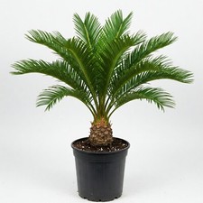 Sago palm tree for sale  Miami