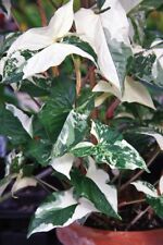 Seeds variegated arrowhead for sale  Grandview
