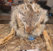 Real genuine coyote for sale  Prospect