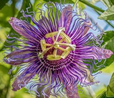 Purple passion fruit for sale  BROCKENHURST