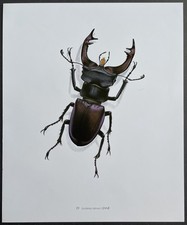 Entomologie lucanus cervus d'occasion  Limoges-