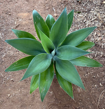 Agave attenuata pianta usato  Menfi