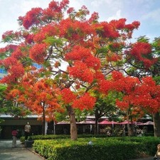 Delonix regia flanboyant usato  San Biagio di Callalta