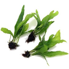 Java fern live for sale  HOUNSLOW
