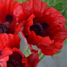 Oriental poppy perennial for sale  SOUTHSEA