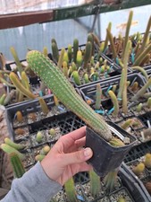 Hildewintera ebernburg plant usato Hildewintera ebernburg plant usato  San Marco Evangelista