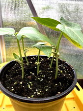 Yardbeans bora plants for sale  Valley Stream