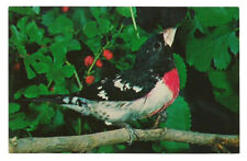 Rose breasted grosbeak for sale  USA