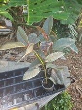 Variegated rubber plant for sale  Englewood