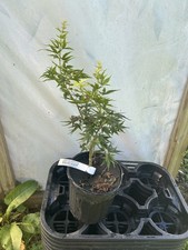 Acer palmatum mikawa for sale  Hendersonville