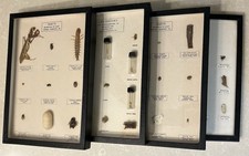 Educational insect specimen for sale  North Smithfield