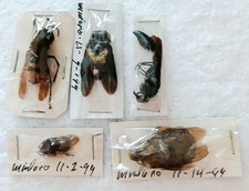 Wasp hornet bee for sale  SLEAFORD