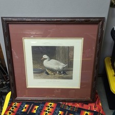 Duck ducklings j.f. for sale  Oceanside