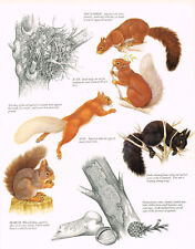 Red squirrel coat for sale  DEREHAM