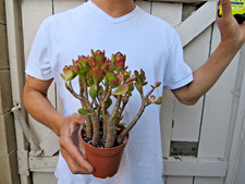 Crassula ovata jade for sale  Garden Grove
