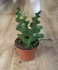 Epiphyllum anguliger fishbone for sale  SHEFFIELD