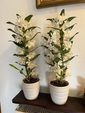 Marks spencer dendrobium for sale  WEMBLEY