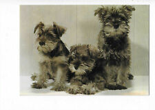 Chien chiens chiots d'occasion  Toulon-