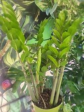 Plant zamioculcas zamiifolia for sale  San Diego