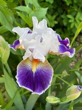 schwertlilie gebraucht kaufen schwertlilie gebraucht kaufen  Tussenhausen