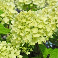 Hydrangea paniculata little for sale  IPSWICH