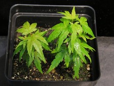 Acer palmatum ssp. for sale  Rochester