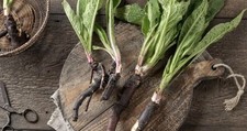 Comfrey bocking plant d'occasion  Expédié en Belgium