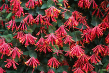 Lonicera sempervirens scarlet for sale  Walterboro